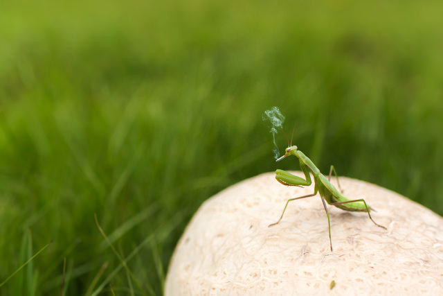 hopper-ec.jpg Hopper ec